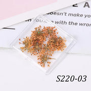 1 Box Natural Real Dry Flower Charm - S220-03